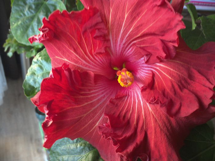 Tahitian Prince of Fire