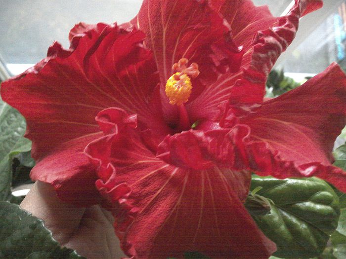Floare de iarna - Tahitian Prince of Fire