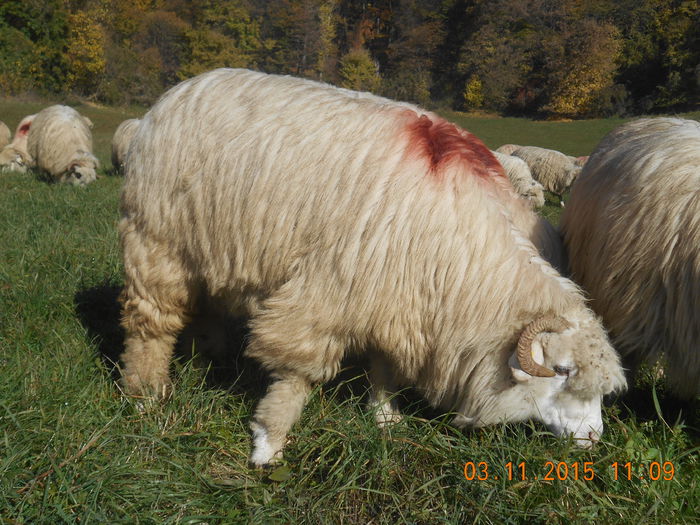 Picture 962 - Turcana-Alba 2015