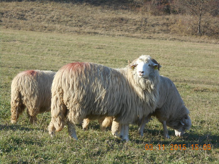 Picture 1033 - Turcana-Alba 2015