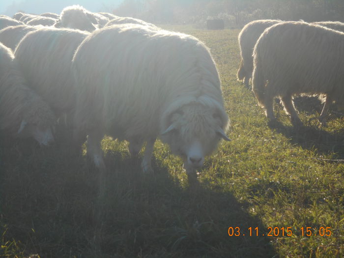 Picture 1034 - Turcana-Alba 2015