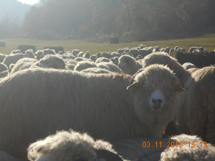 Picture 1054 - Turcana-Alba 2015