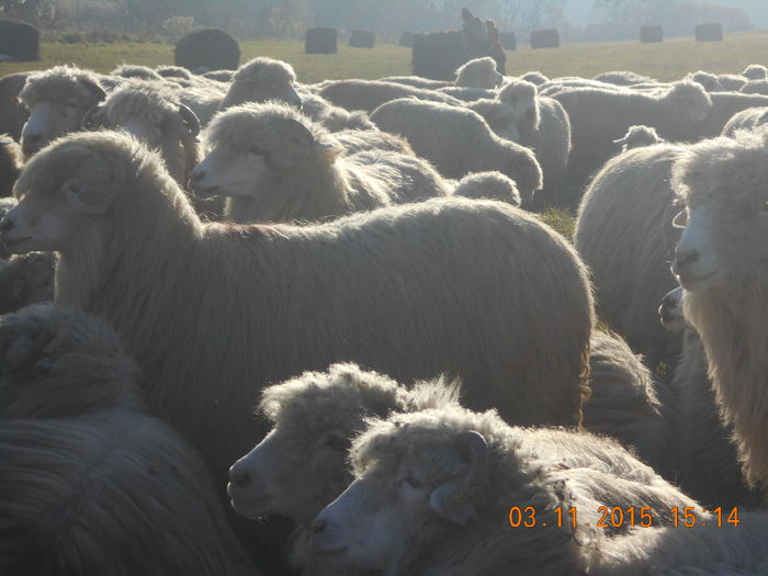 Picture 1056 - Turcana-Alba 2015