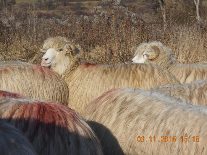 Picture 1057 - Turcana-Alba 2015