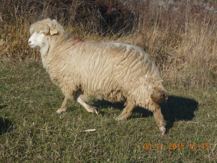 Picture 1058 - Turcana-Alba 2015