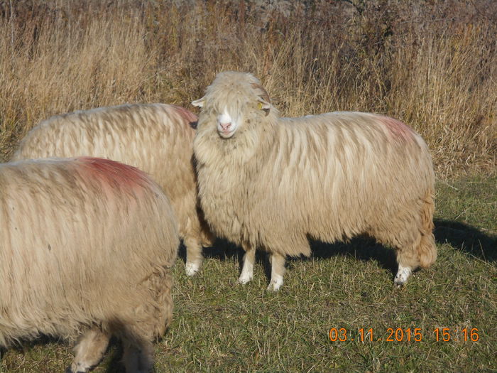 Picture 1060 - Turcana-Alba 2015