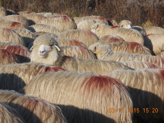 Picture 1069 - Turcana-Alba 2015