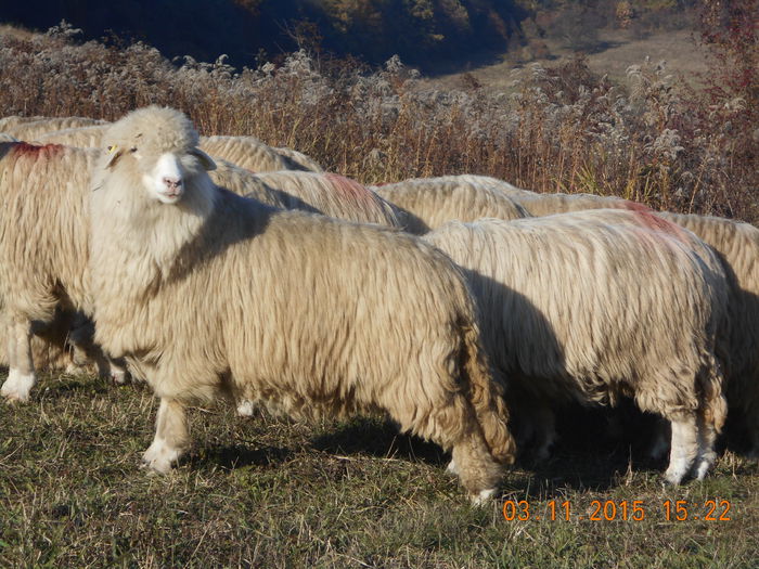 Picture 1071 - Turcana-Alba 2015