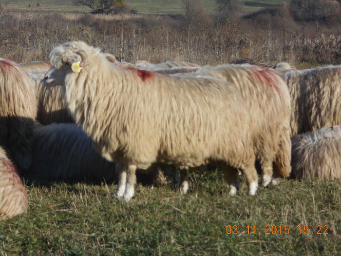 Picture 1074 - Turcana-Alba 2015