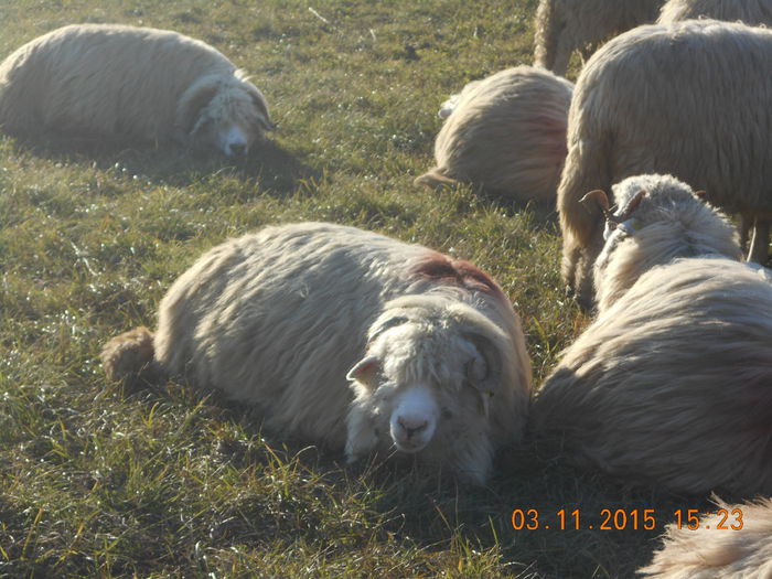 Picture 1078 - Turcana-Alba 2015