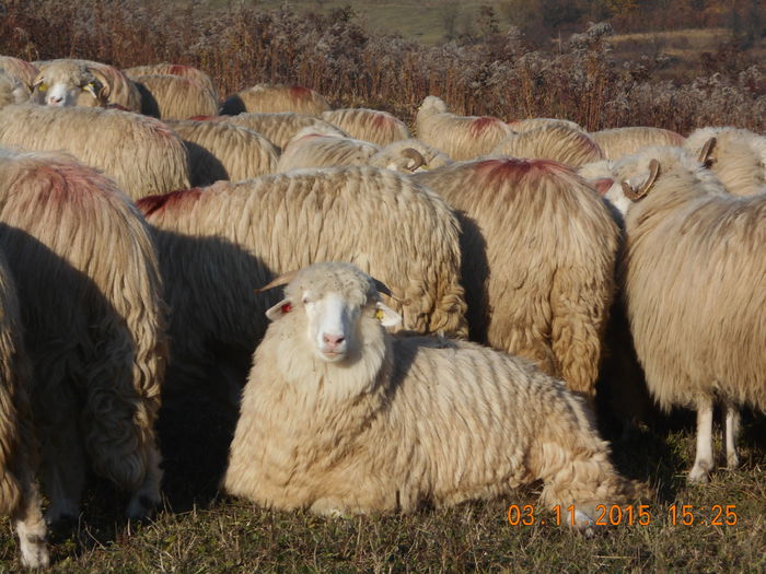 Picture 1084 - Turcana-Alba 2015