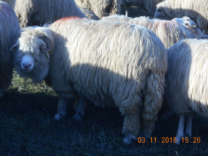 Picture 1085 - Turcana-Alba 2015