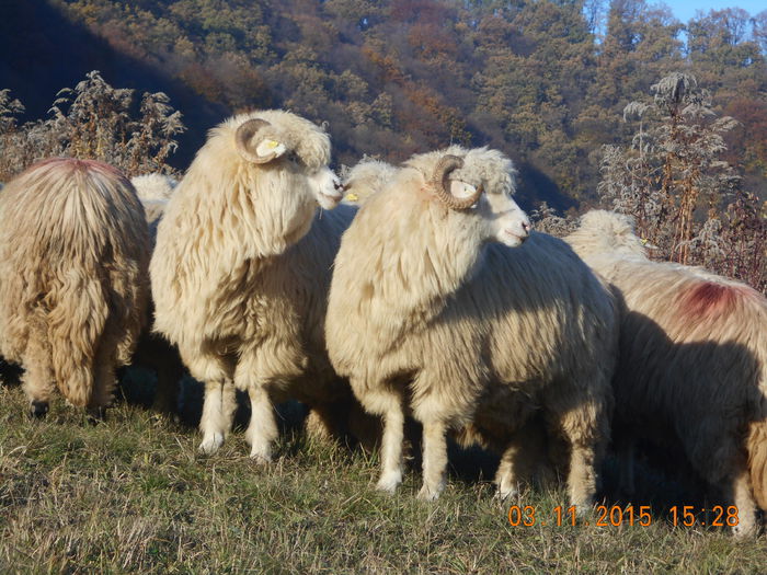 Picture 1091 - Turcana-Alba 2015
