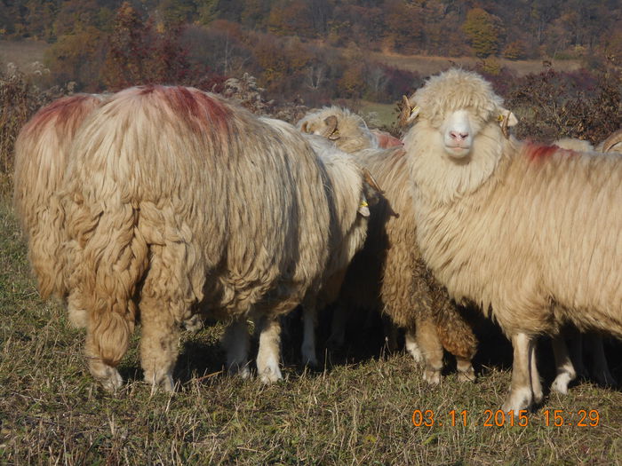 Picture 1092 - Turcana-Alba 2015