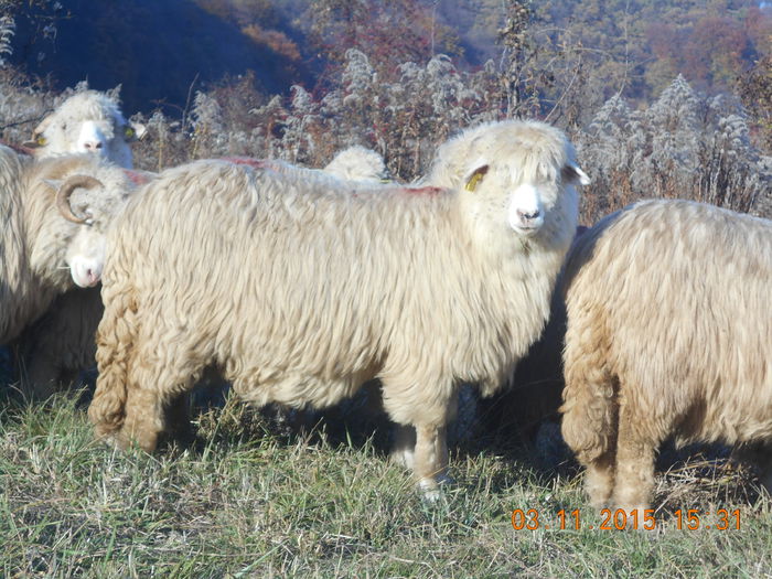 Picture 1096 - Turcana-Alba 2015