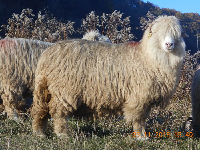 Picture 1116 - Turcana-Alba 2015