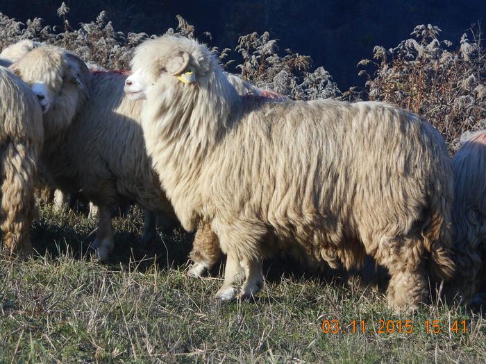 Picture 1118 - Turcana-Alba 2015
