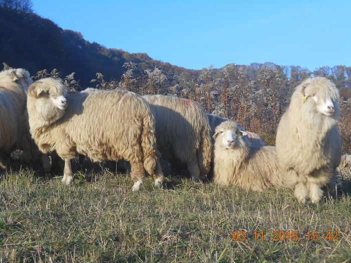 Picture 1122 - Turcana-Alba 2015