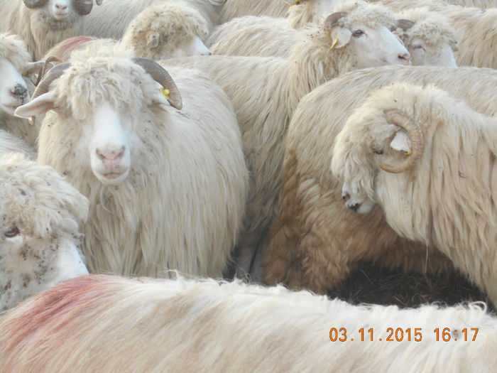 Picture 1143 - Turcana-Alba 2015