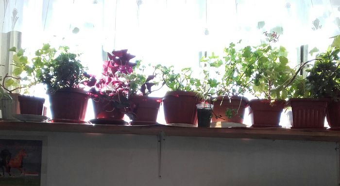 20151104_140124-1 - Florile mele