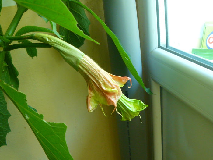 Ruffles and Flourises si Ashoka - Brugmansia din seminte