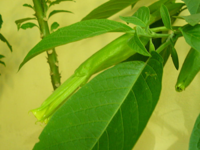 P1040695 - Brugmansia din seminte