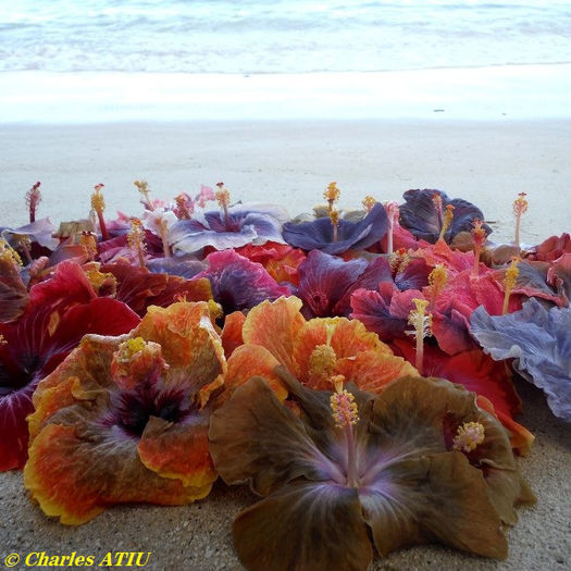 572 - SEMINTE de HIBISCUS TROPICAL de MOOREA MIXTE 4 LEI