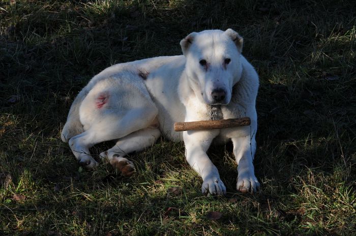 Atavistic Athos