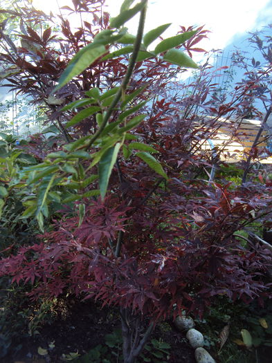 DSC08327