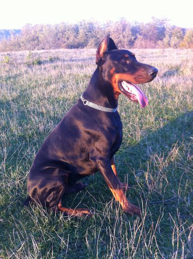 image - DOBERMANN DON DRAGON BLACKMAGIC  ANGEL