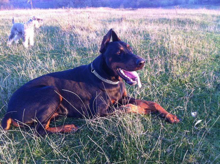 image - DOBERMANN DON DRAGON BLACKMAGIC  ANGEL