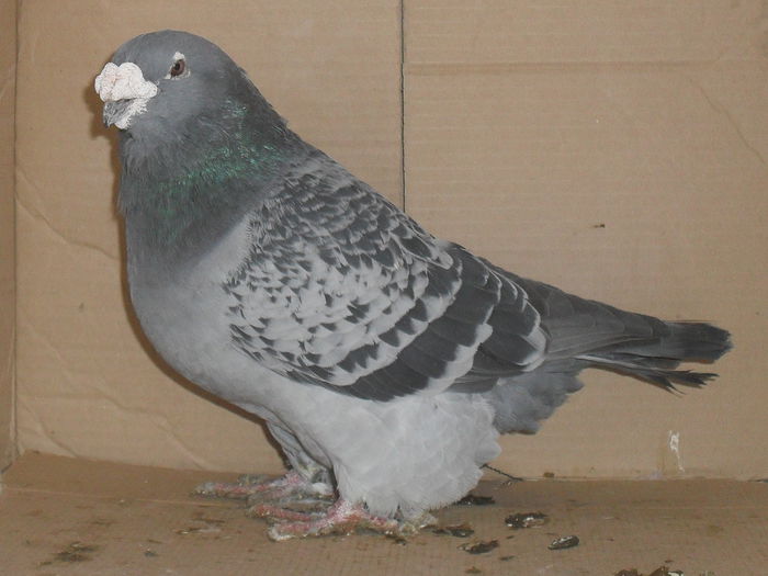 mas 10 - porumbei standard