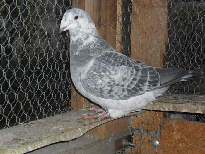 fem 13 - porumbei standard