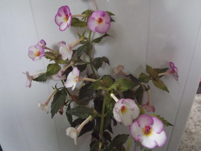 DSCF4378 - ACHIMENES