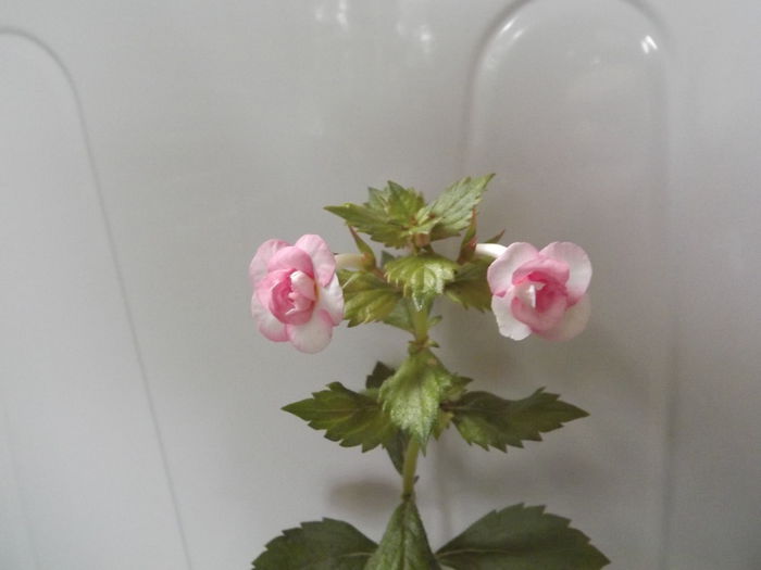 DSCF4381 - ACHIMENES