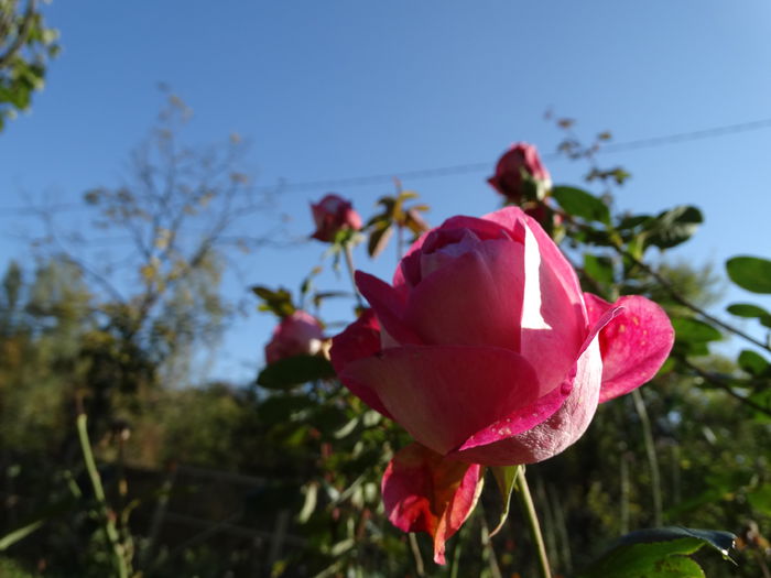 DSC00729