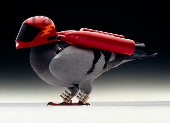 Raket Pigeon