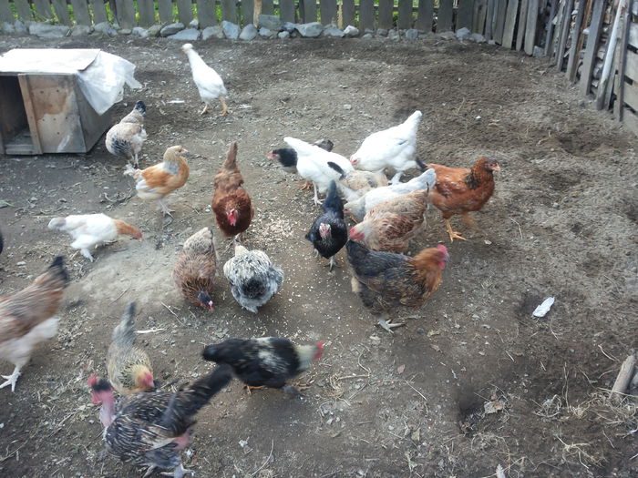  - Tineret 2015 gaini comune