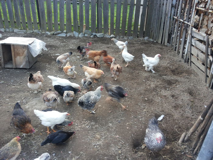 la masa - Tineret 2015 gaini comune