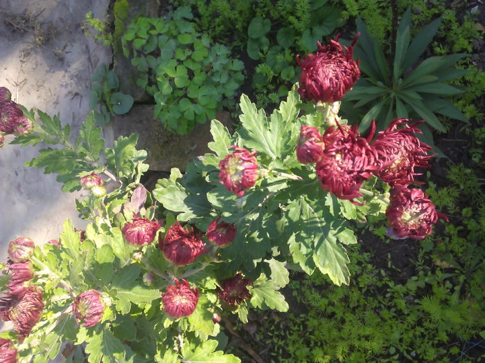 1446116990210 - Crizantemele mele 2015 octombrie