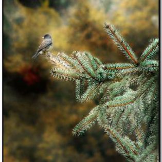 38697_cb5f602b8bc68932aadf50574fbd6461_mdsq