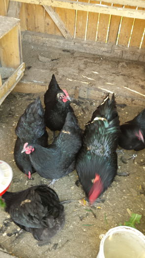 2015 - Familie Australorp negru pentru2016