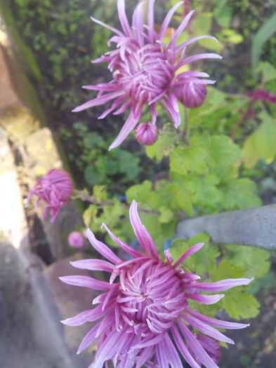 1446117083698 - Crizantemele mele 2015 octombrie
