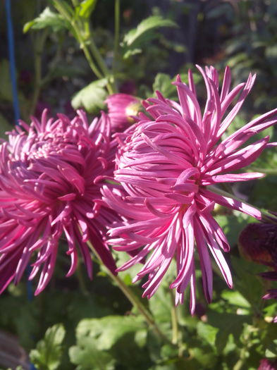 1446117197758 - Crizantemele mele 2015 octombrie