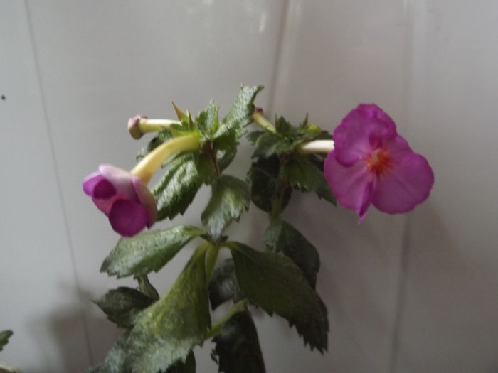 DSCF4426 - ACHIMENES