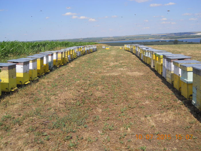 pastoral floarea-soarelui 2015 024