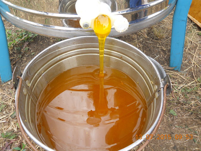 pastoral floarea-soarelui 2015 095