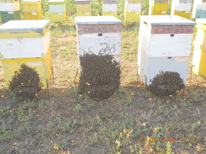 pastoral floarea-soarelui 2015 200 - 21 APICULTURA 2015