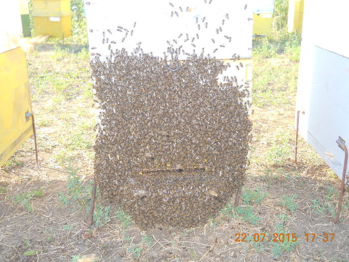 pastoral floarea-soarelui 2015 202