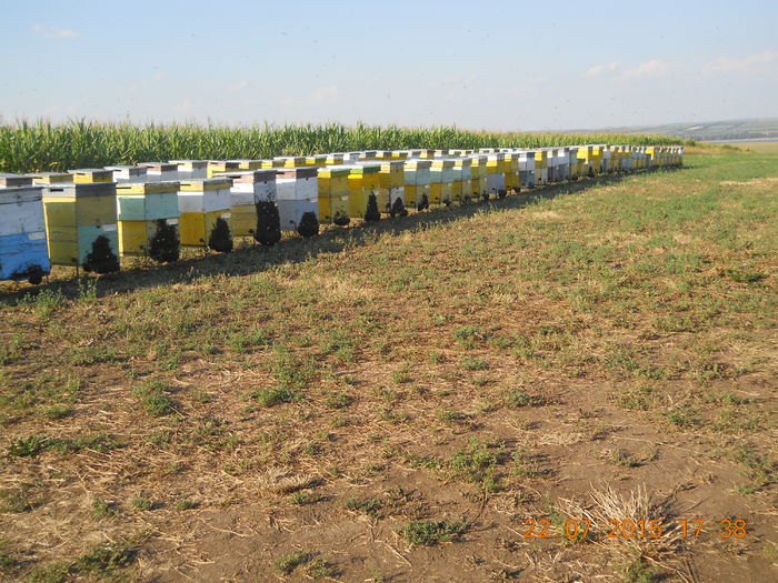 pastoral floarea-soarelui 2015 203